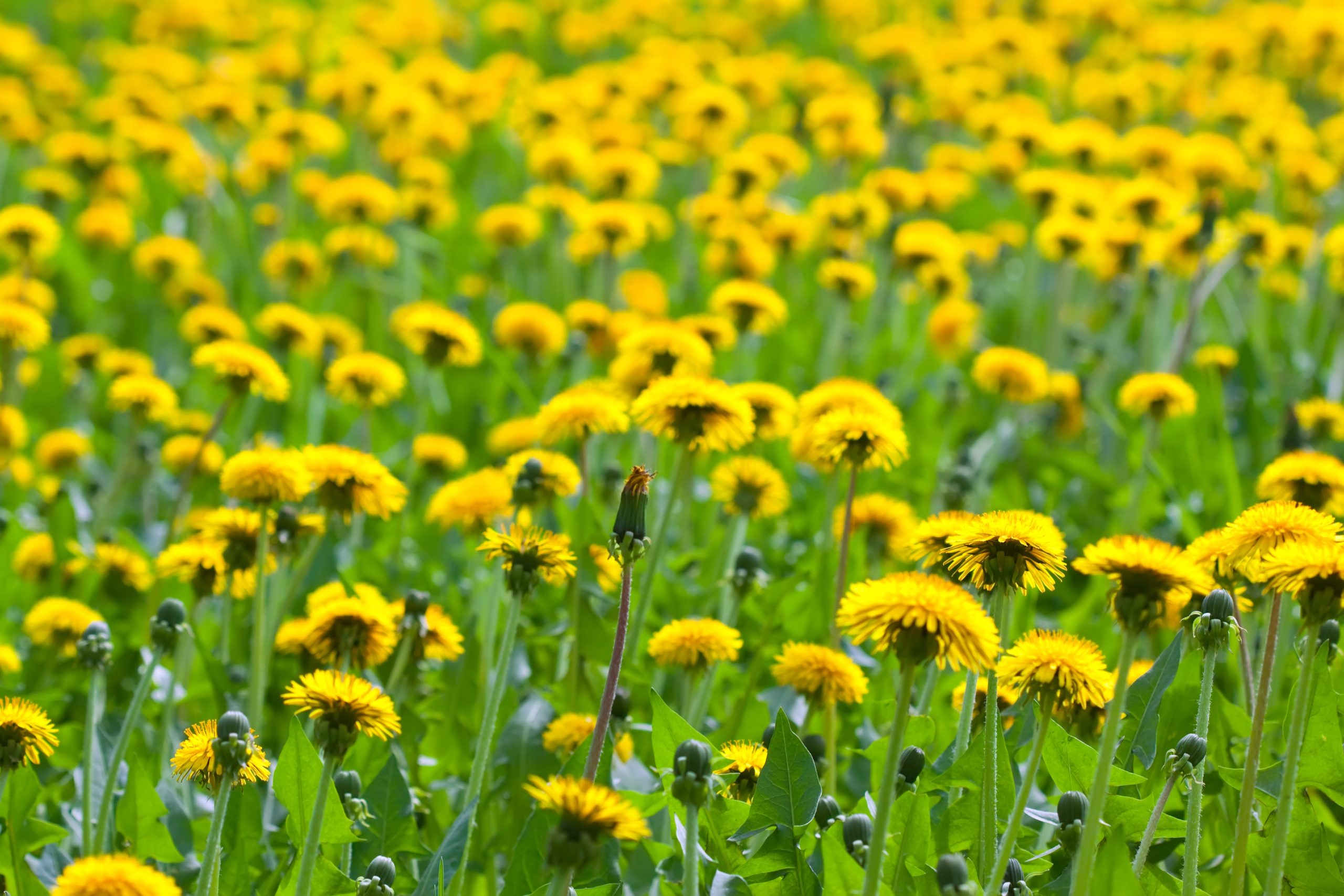 Dandelions in a field