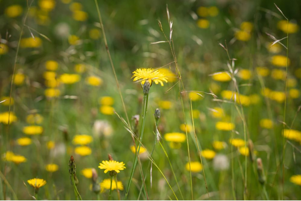 Dandelions in a field