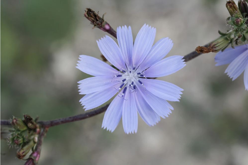 Chicory flower