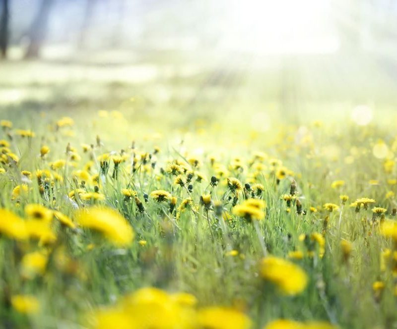 A field of dandelions in the sunshine