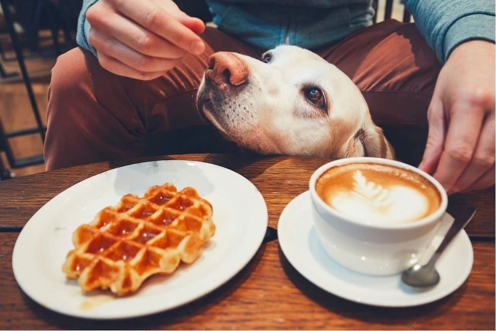 Man with a waffle and his dog