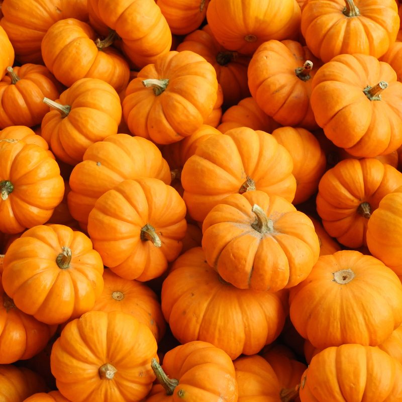 A close up shot of fresh pumpkins in different shapes and sizes
