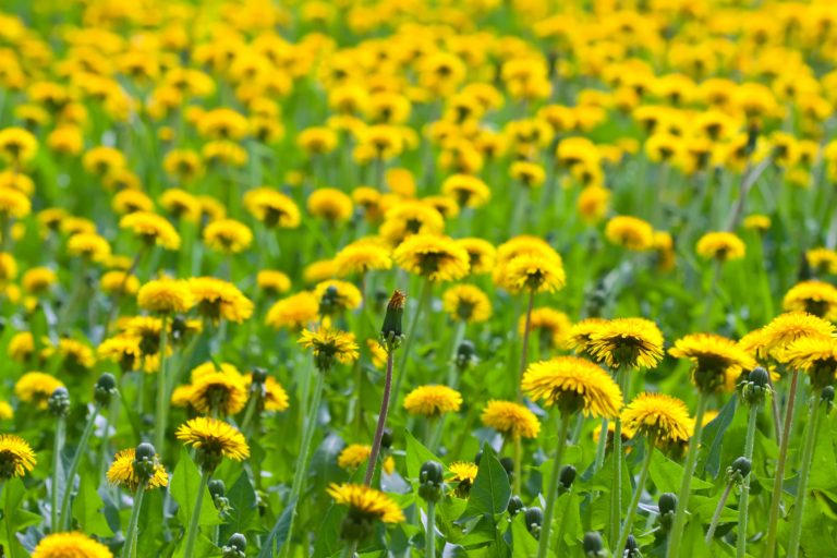 Field of dandelions