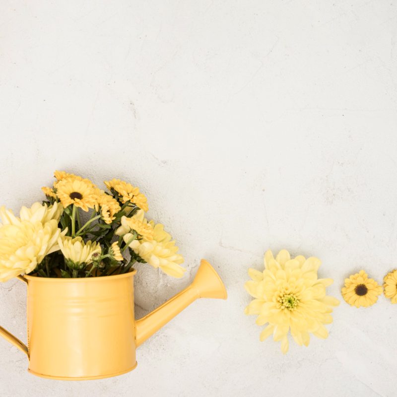 Yellow watering can with yellow flowers planted inside