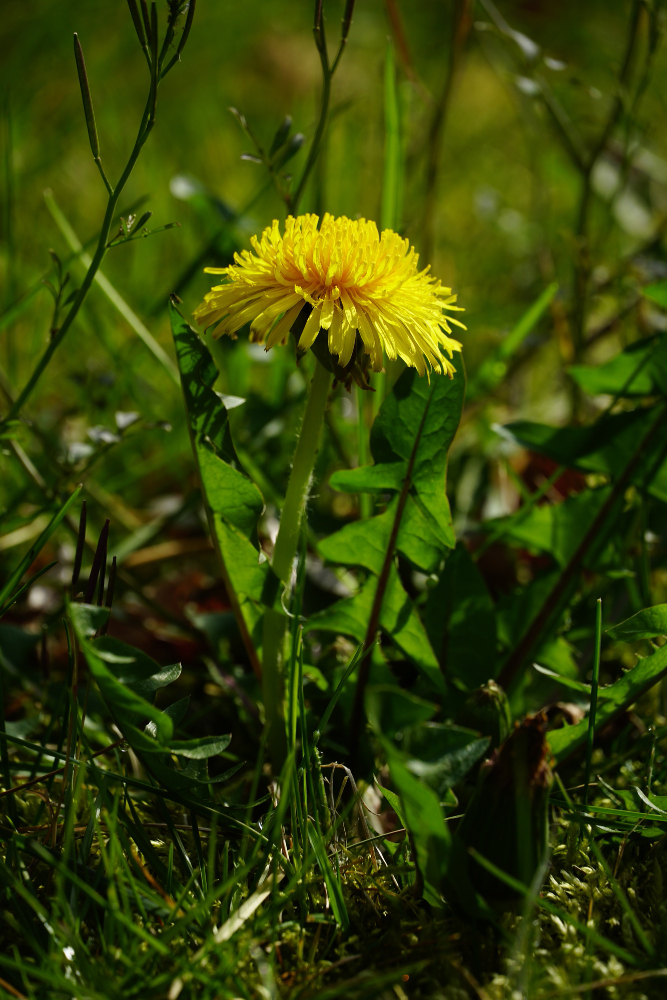 Close-up image of a single Dandelion in grass