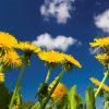 Dandelions in a field