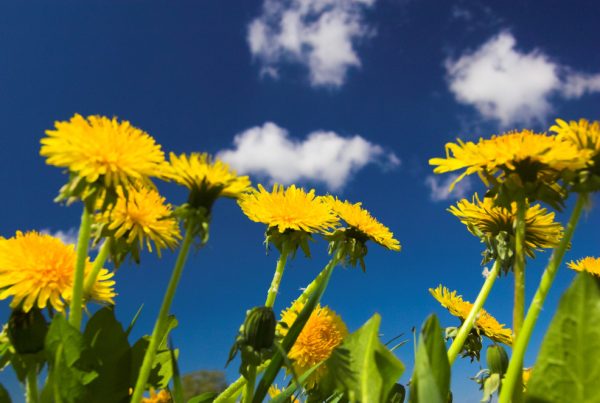 Dandelions in a field