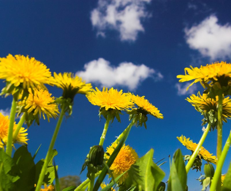 Dandelions in a field