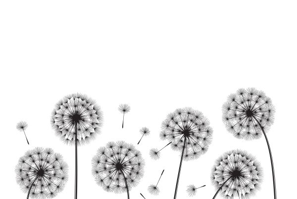 Illustration of dandelions in black and white