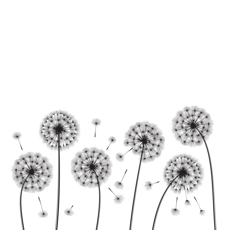 Illustration of dandelions in black and white