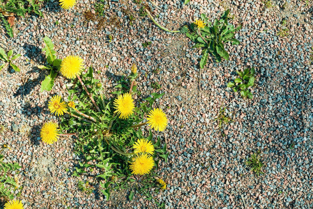 Dandelions in gravel