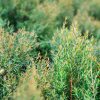Green tea bushes
