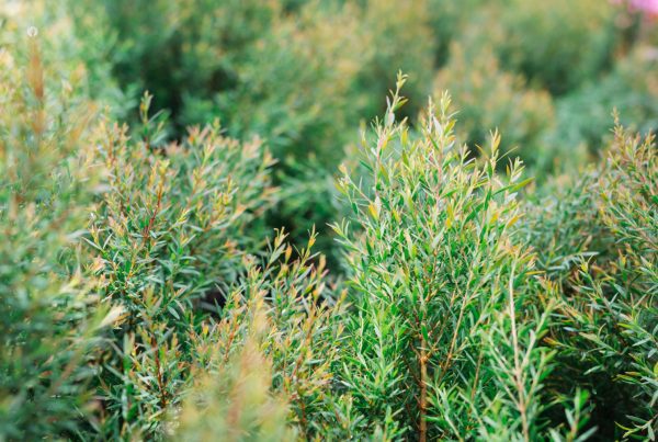 Green tea bushes