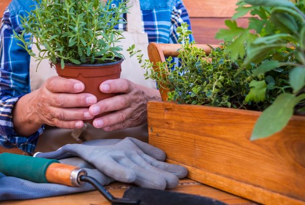 Person at work table holding a clay pot of herbs