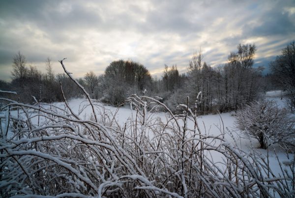 Winter scene on a snowy, cloudy day