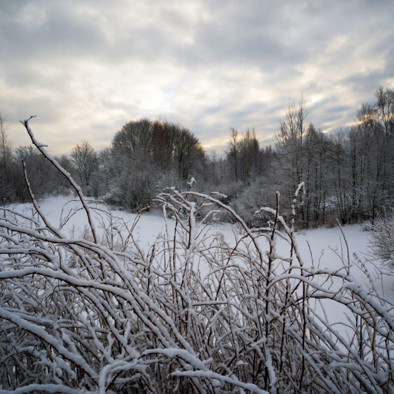 Winter scene on a snowy, cloudy day