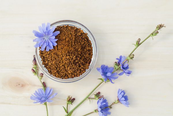 dried chicory root in a clear bowl with chicory flowers on a table